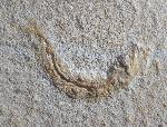 Leptolepides sprattiformis (BLAINVILLE 1818) - Bild © FossNet FossilienStore